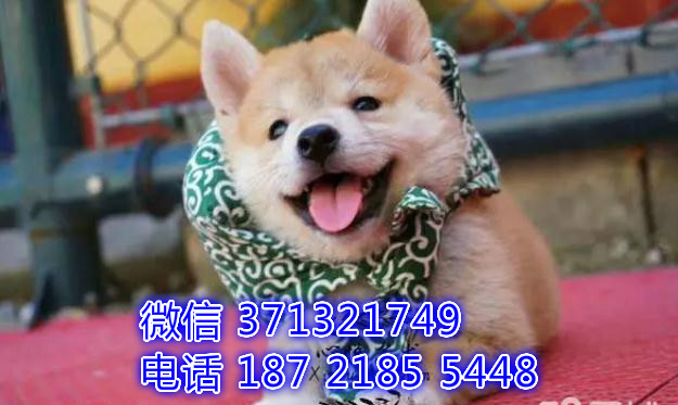 深圳狗场 柴犬犬出售纯种 深圳特价宠物狗狗专卖