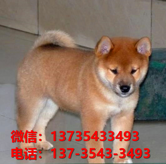 金昌犬舍出售纯种柴犬 宠物狗市场在哪 柴犬领养多少一只