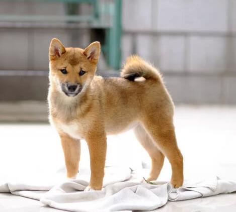 杭州柴犬好不好养 柴犬哪里有卖 狗市场买狗卖