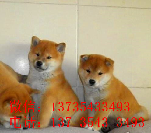 苏州宠物狗犬舍出售纯种柴犬幼犬小豆柴领养哪里有柴犬卖狗