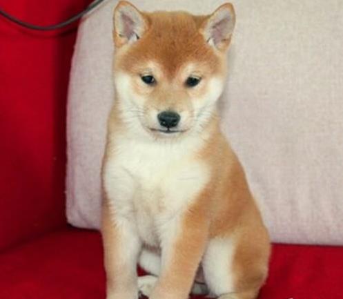 杭州宠物狗犬舍出售纯种柴犬幼犬小豆柴领养哪