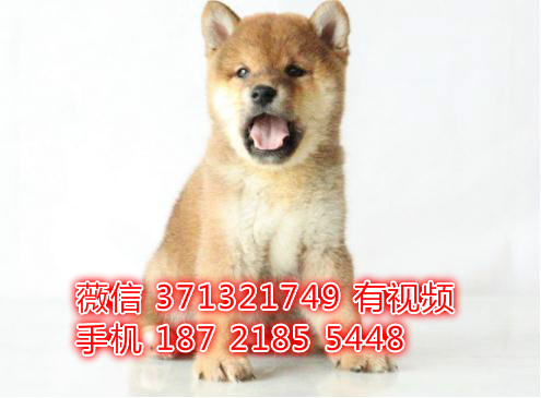 柴犬出售纯种幼犬 上海柴犬狗狗 上海犬舍上海狗场