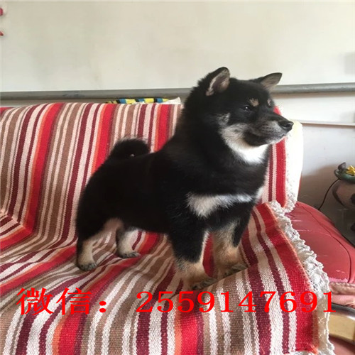 重庆柴犬多少钱一只  重庆日系柴犬怎么卖的 