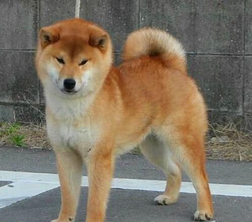 深圳犬舍出售纯种柴犬 宠物狗哪里有卖 宠物卖