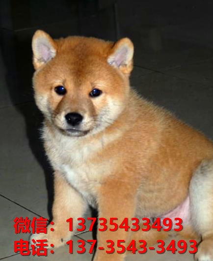 北海犬舍出售柴犬 宠物狗狗市场在哪 哪里有正