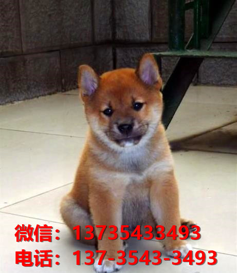 金昌犬舍出售纯种柴犬 宠物狗市场在哪 柴犬领