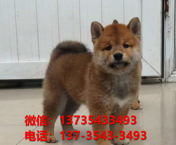 纯种柴犬 上海犬舍领养 宠物狗市场在哪买狗卖狗宠物网