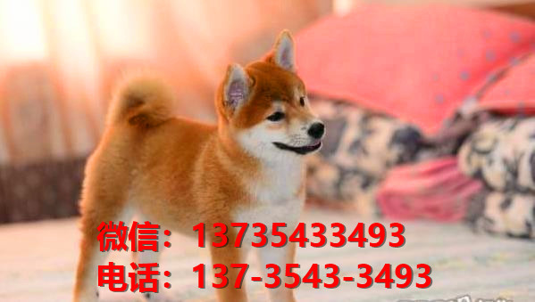 苏州宠物狗犬舍出售纯种柴犬正宗豆柴幼犬短毛