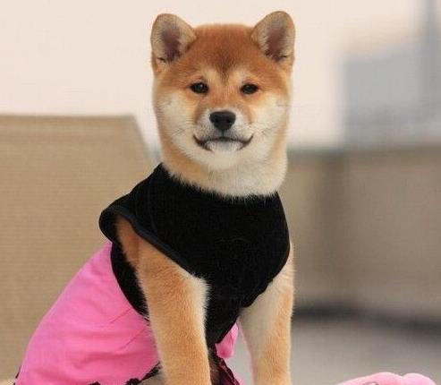 纯种柴犬豆柴出售 济南宠物狗犬舍哪里有狗市