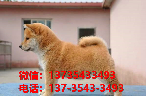 重庆宠物狗犬舍出售纯种柴犬正宗豆柴幼犬短毛