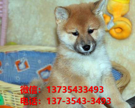 武汉犬舍出售纯种柴犬豆柴活体宠物狗哪里有卖狗买狗领养狗市场在哪