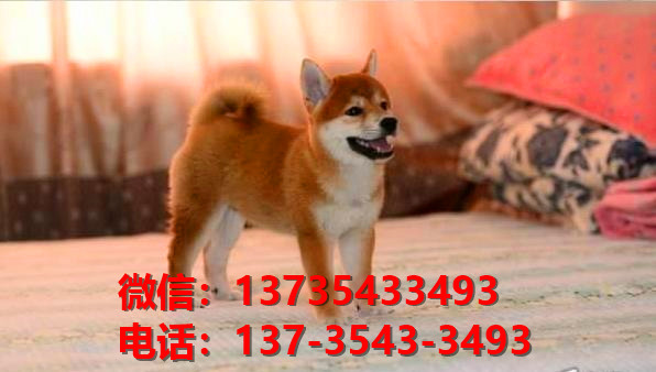 上海宠物狗犬舍出售纯种柴犬正宗豆柴幼犬短毛小型犬宠物狗市场在哪里卖狗