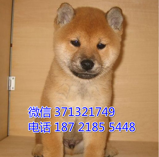 苏州犬舍 宠物狗狗 柴犬出售纯种 苏州狗场