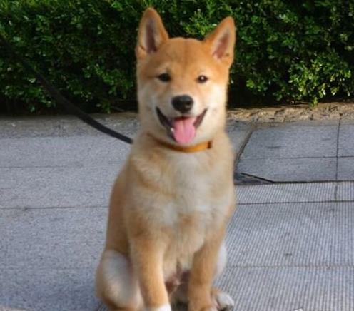 苏州宠物狗领养 纯种柴犬幼犬 狗市场在哪买狗