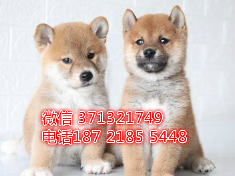 绍兴宠物 柴犬出售纯种 绍兴犬舍在哪里