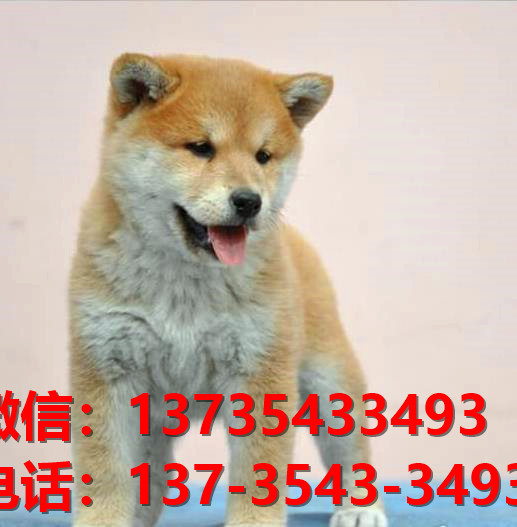 纯种柴犬出售深圳犬舍宠物狗市场在哪里卖狗哪有狗狗领养