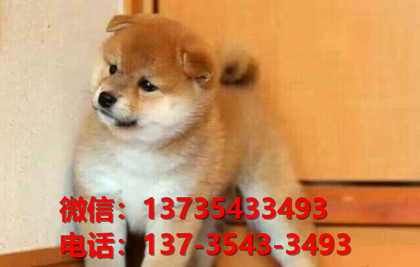 湖北武汉宠物狗犬舍出售纯种柴犬正宗豆柴幼犬