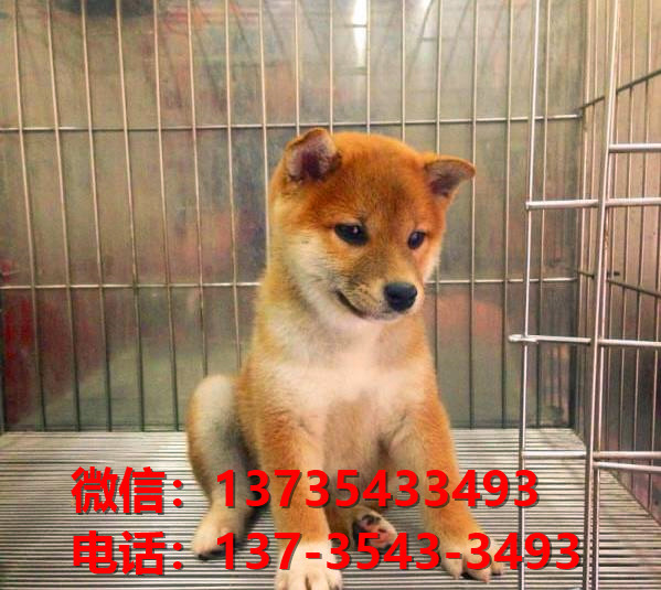 纯种柴犬豆柴出售 济南宠物狗犬舍哪里有狗市场买狗卖狗网上哪里有宠物领养
