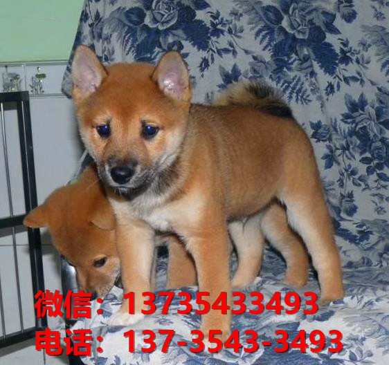 上海宠物狗市场在哪有正宗柴犬出售犬舍卖狗买