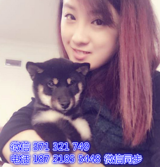 沈阳宠物 柴犬出售纯种幼犬 沈阳狗场繁殖