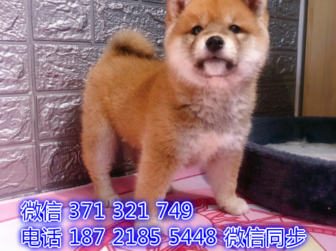 全国发货 上海 柴犬出售纯种 上海犬舍 促销狗狗