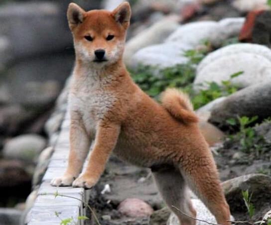 济南宠物狗市场在哪有正宗柴犬出售犬舍卖狗买