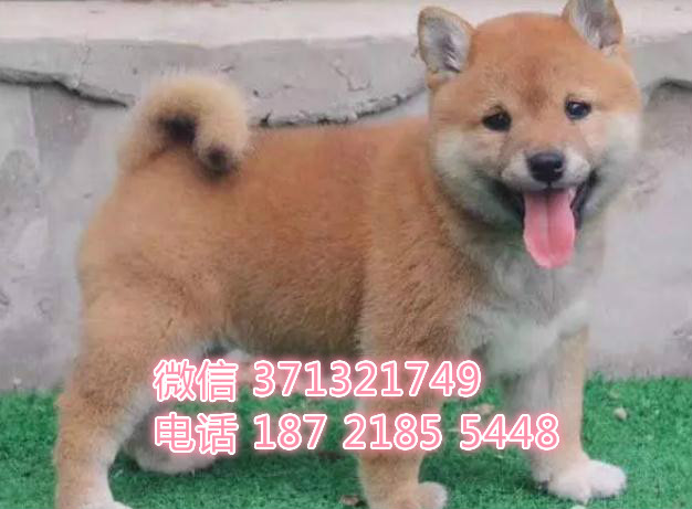 上海狗狗 出售日本柴犬幼犬 上海特价宠物 特