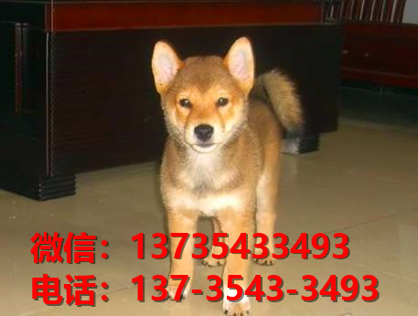 湖北武汉宠物狗犬舍出售纯种柴犬正宗豆柴幼犬短毛小型犬宠物狗市场在哪里卖狗