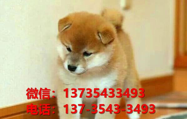 湖北武汉宠物狗犬舍出售纯种柴犬正宗豆柴幼犬短毛小型犬宠物狗市场在哪里卖狗