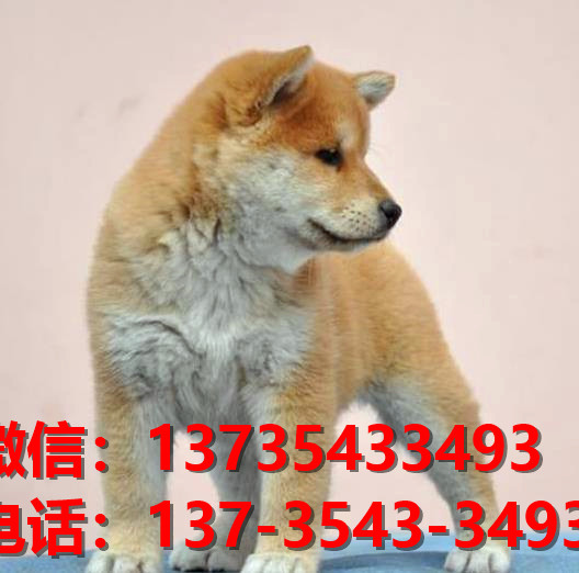 纯种柴犬出售深圳犬舍宠物狗市场在哪里卖狗哪有狗狗领养