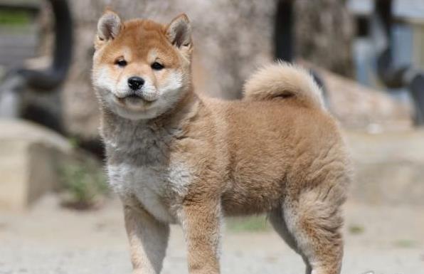 深圳宠物狗市场在哪有正宗柴犬出售犬舍卖狗买