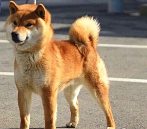 深圳宠物狗犬舍出售纯种柴犬豆柴幼犬宠物狗市