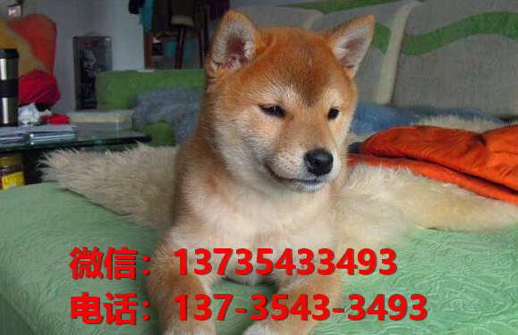 纯种柴犬出售杭州犬舍宠物狗市场在哪里卖狗哪