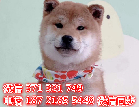 全国发货 上海 柴犬出售纯种 上海犬舍 促销狗