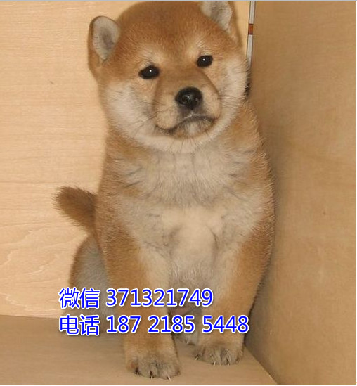 苏州犬舍 宠物狗狗 柴犬出售纯种 苏州狗场