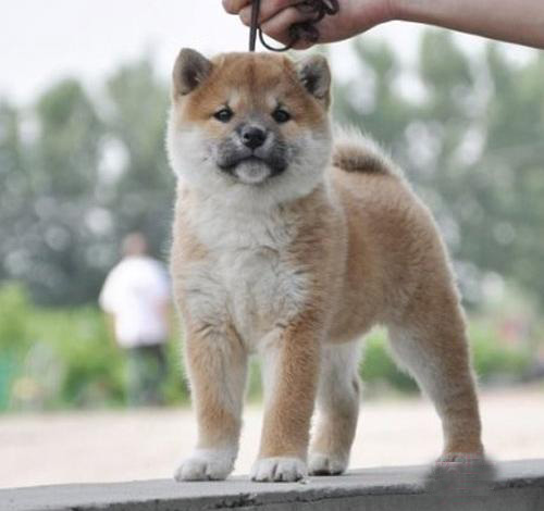 佛山买宠物去哪里好 顺德哪里有卖柴犬的 柴犬