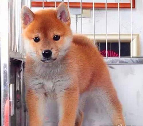 武汉犬舍出售纯种柴犬豆柴活体宠物狗哪里有卖