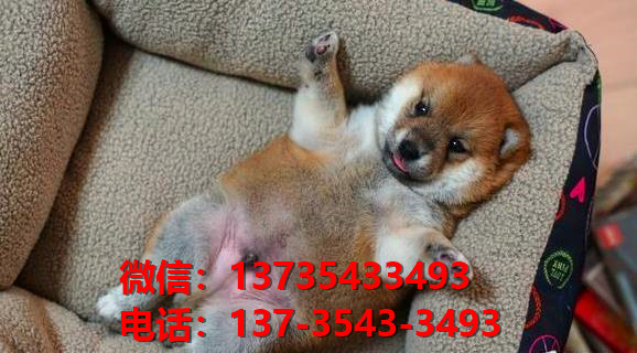 沈阳宠物狗犬舍出售纯种柴犬正宗豆柴幼犬短毛小型犬宠物狗市场在哪里卖狗