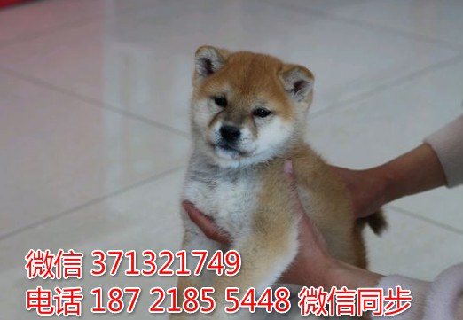 武汉精品 柴犬出售纯种幼犬 武汉犬舍在哪里