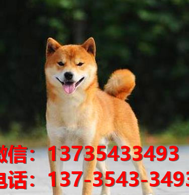 青岛宠物狗犬舍出售纯种柴犬正宗豆柴幼犬短毛