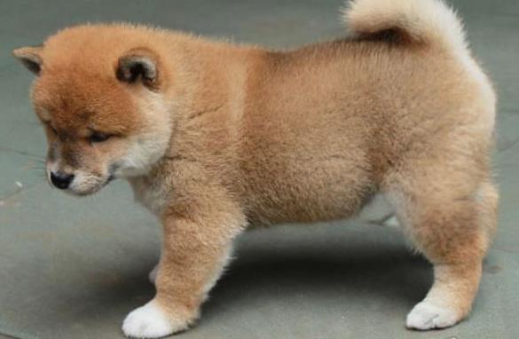 杭州宠物狗市场在哪有正宗柴犬出售犬舍卖狗买