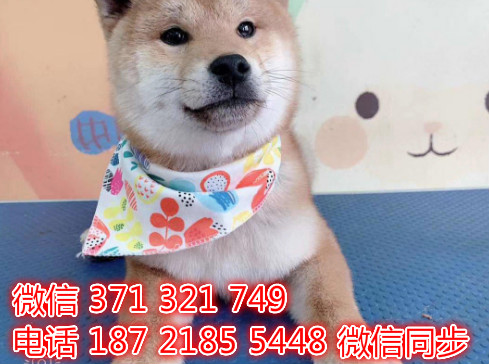 重庆宠物狗狗 柴犬出售纯种 重庆狗狗 特价促销