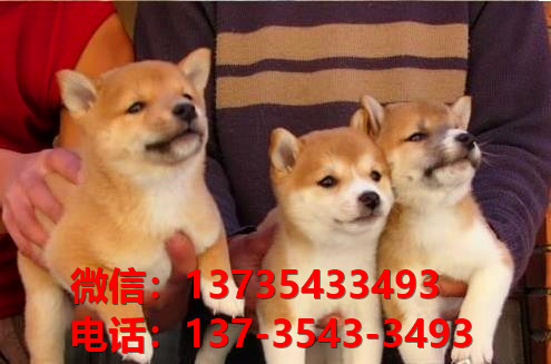 湖北武汉宠物狗犬舍出售纯种柴犬正宗豆柴幼犬短毛小型犬宠物狗市场在哪里卖狗