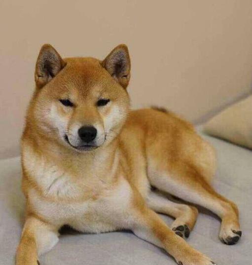 重庆宠物狗市场在哪有正宗柴犬出售犬舍卖狗买