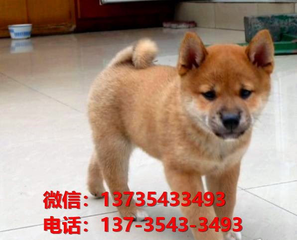 深圳宠物狗犬舍出售纯种柴犬豆柴幼犬宠物狗市场在哪里卖狗哪里有狗狗买