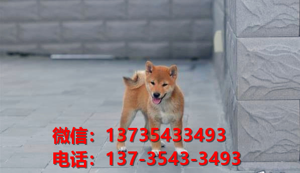 苏州宠物狗狗犬舍出售纯种柴犬幼犬短毛豆柴活