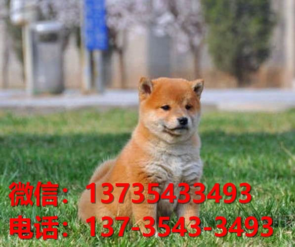 武汉宠物狗狗犬舍出售纯种柴犬幼犬短毛豆柴活体卖狗地方在狗市场