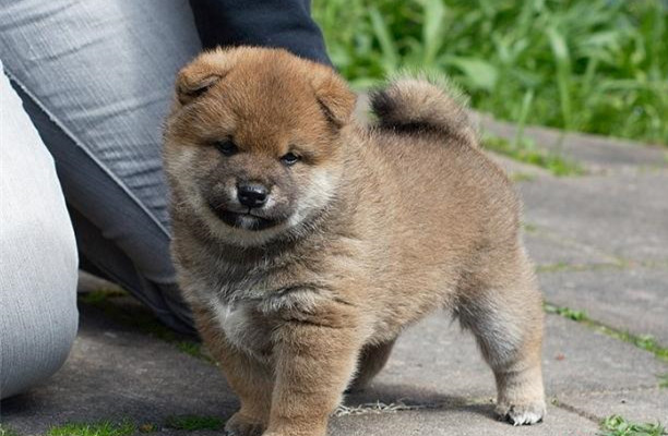 文山哪里卖纯种柴犬 文山宠物网 文山哪里买狗