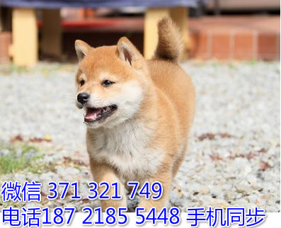  特惠大柴犬纯种幼犬出售 支持上门支持空运汽运圆