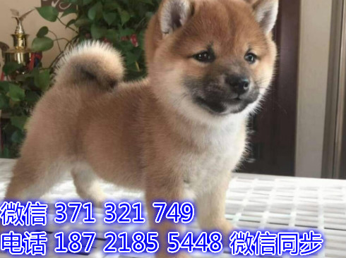 宠物狗狗柴犬出售幼犬 全国可以发货 犬舍繁殖来